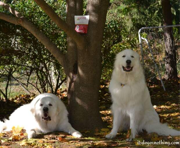Great Pyrenees