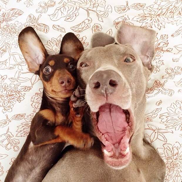 Пёс, Харлоу, дружба,собаки,  Harlow and Indiana,Harlow and Sage 