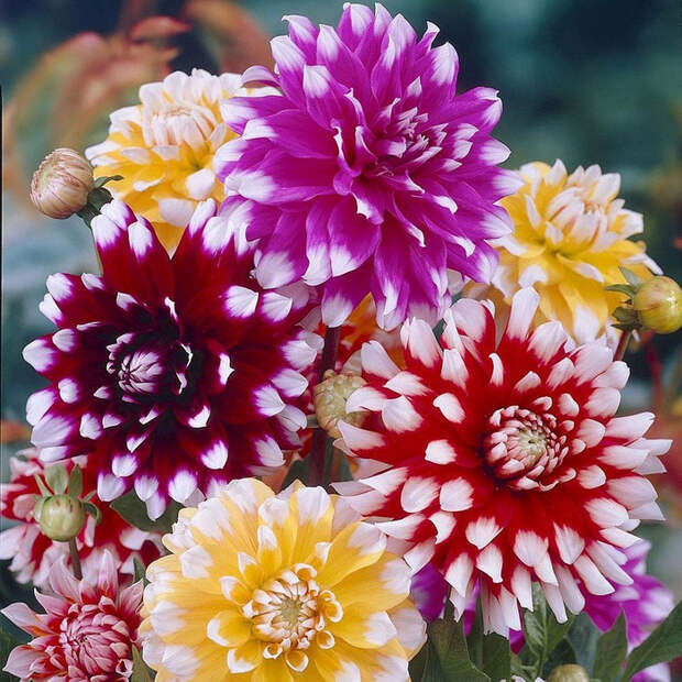 С†РІРµС‚С‹ РѕСЃРµРЅРё 9 (700x700, 602Kb)