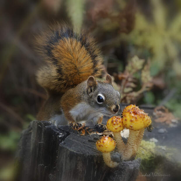 Фотография забавная жизнь белок Andre Villeneuve Фотография забавная жизнь белок Andre Villeneuve