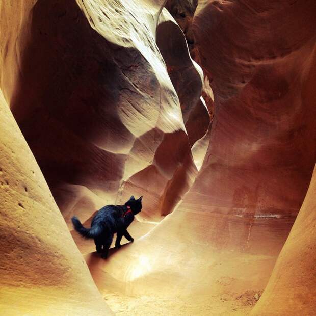 кошка скалолаз (17)