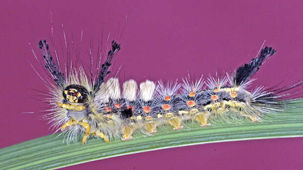 tussock-moth-caterpillar