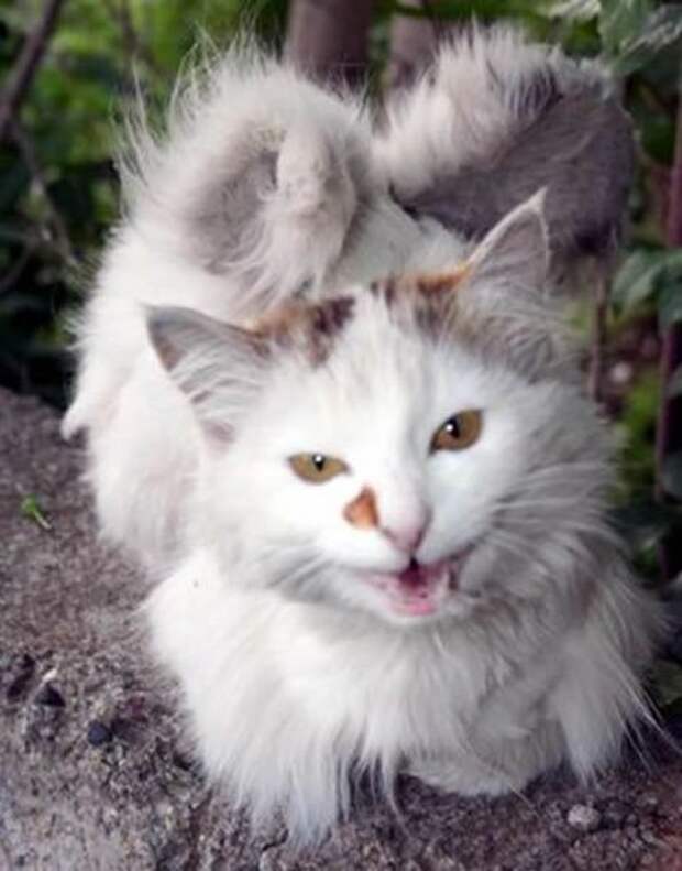 Коты с крыльями! Удивительная кошачья аномалия!
