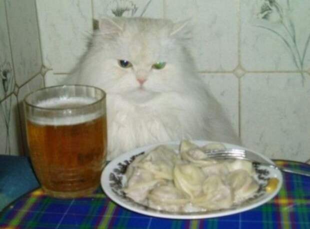 приколы с кошками