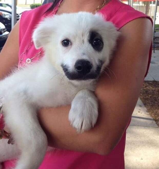 Прикольные картинки. Вечерний выпуск (54 фото)