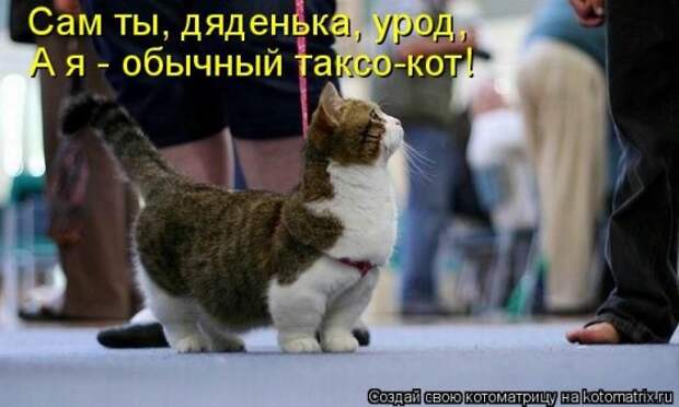 Котоматрица 26