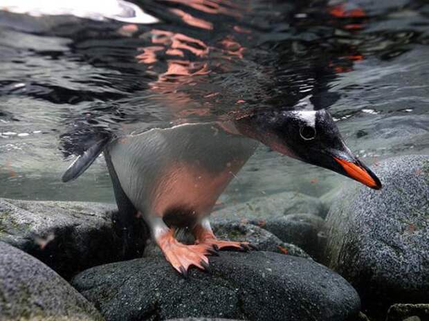 Лучшие фотографии National Geographic за август 2013