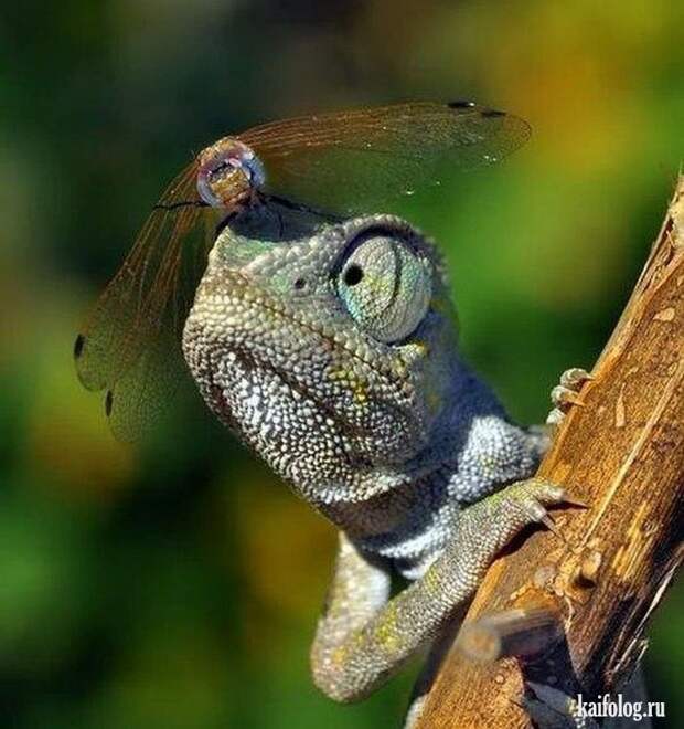 Наглость (45 фото) Наглость (45 фото)