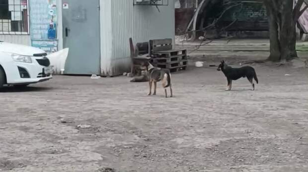 **стая «стерилизованных» собак на ул. Королевой в Кировском районе...