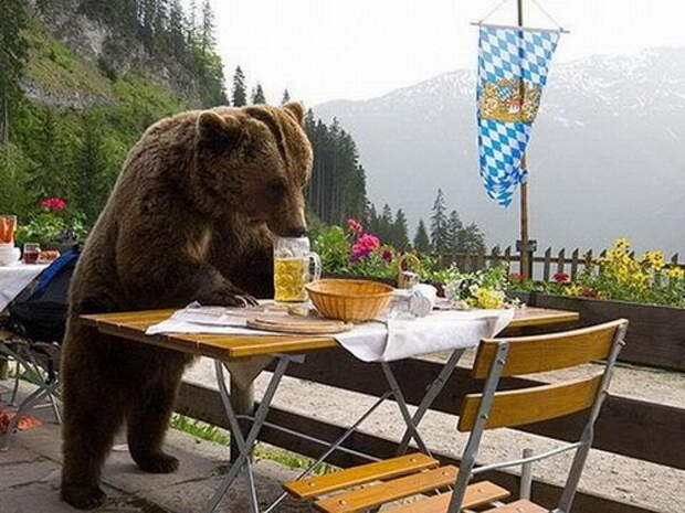 Смешные медведи