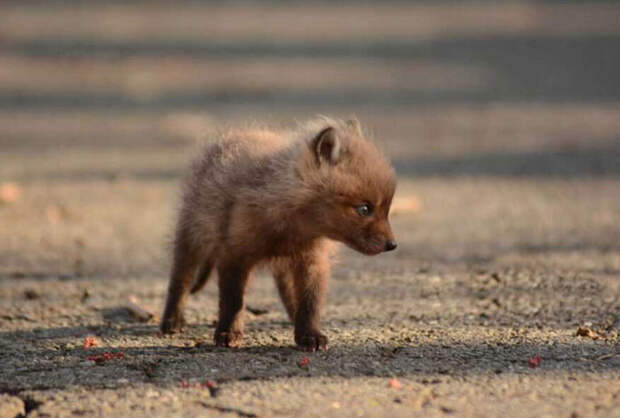 baby-fox-09.jpg