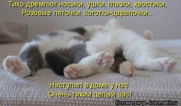 Новая котоматрица (36 фото)