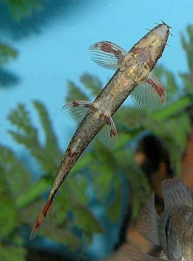 Рыба- ящерица или хомалоптер (лат. Homaloptera tweediei) (англ. Lizard fish)