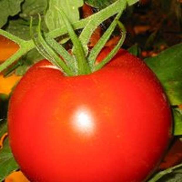 новые сорта томатов на 2016 год, томат вкус детства