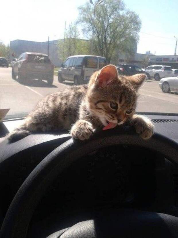 АВТОюмор