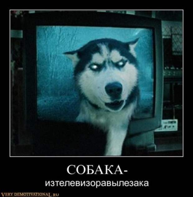 Демотиваторы это не просто прикольные фотки, но еще и множество смешных подписей.