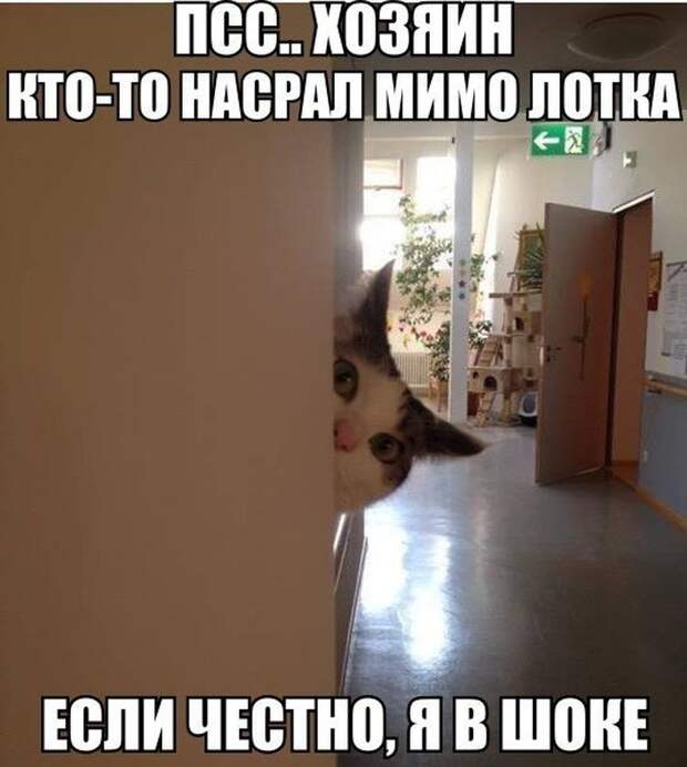 Смешные картинки с подписями Смешные картинки с подписями картинки, юмор