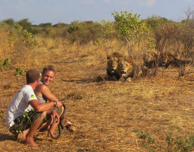 Как я жил со львами в Ботсване (18 фото)
