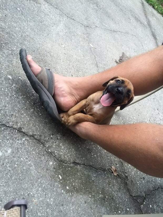 Животные-очаровашки (26 фото)