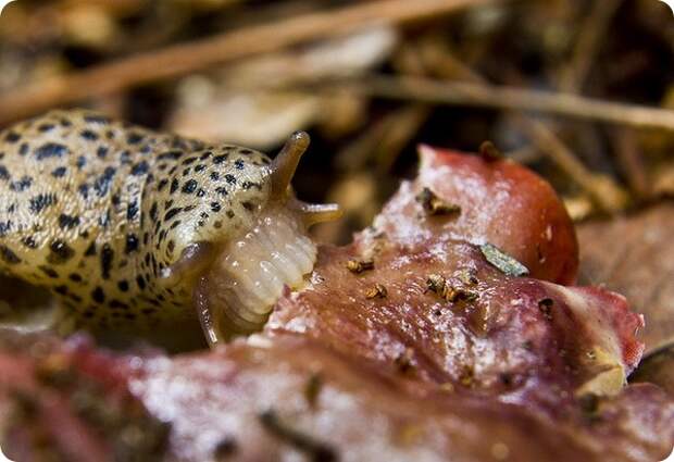 Большой придорожный слизень (лат. Limax maximus)