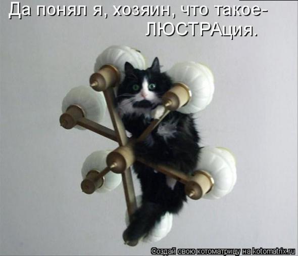 Котоматрицы (картинки с надписями)