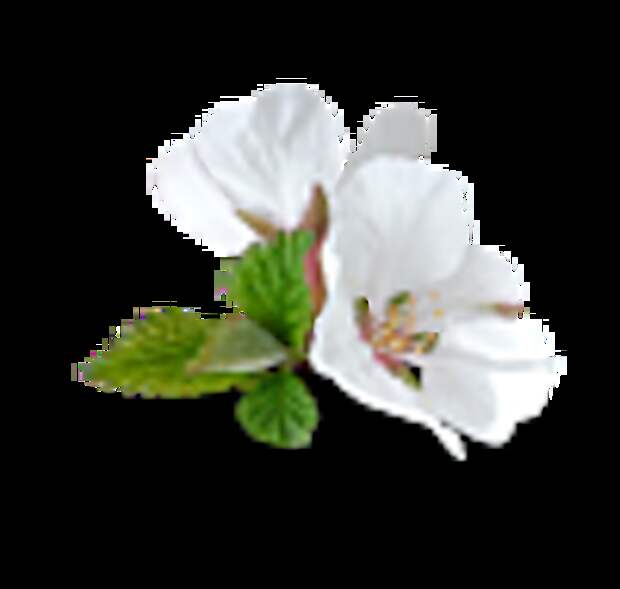 0_103d60_e148ac32_XL.png