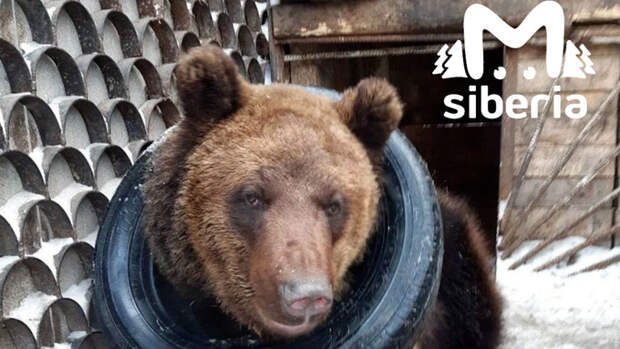 Новый дом ищут для медведя из Алтайского края