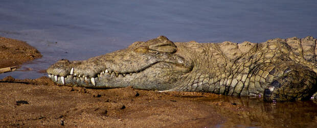 Нильский крокодил. (Wild in Africa)