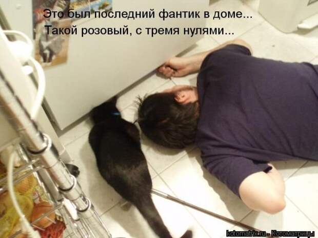 Новые котоматрицы за неделю