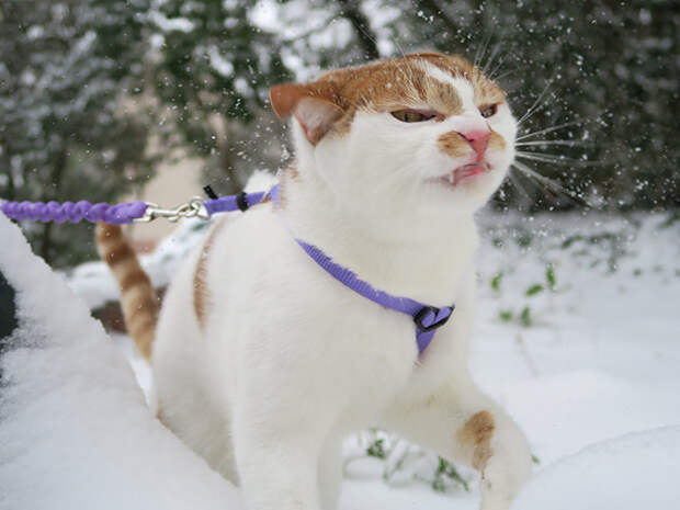 Домашние котики, которые впервые увидели снег