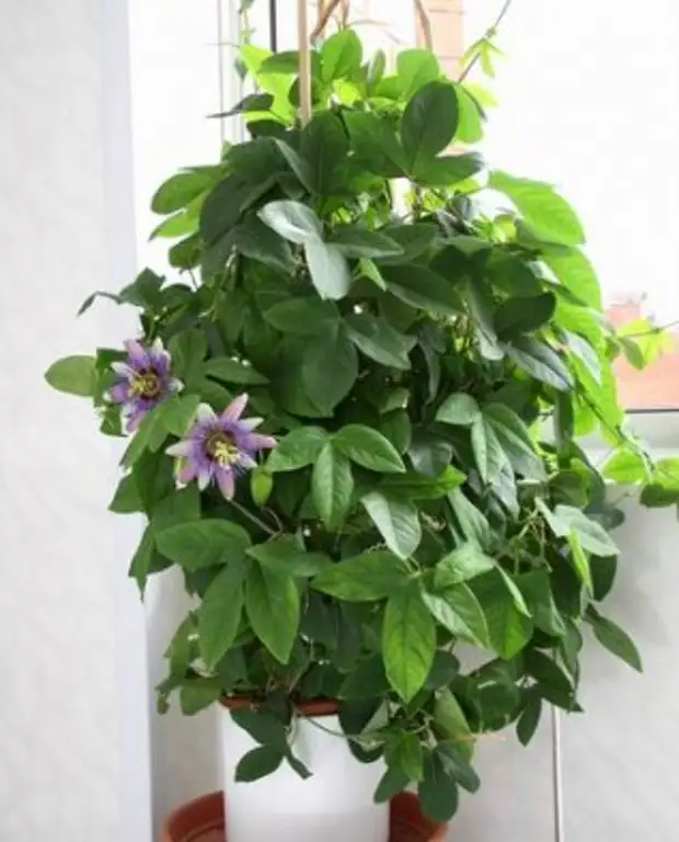 Маракуйя фото растения в домашних условиях комнатный цветок