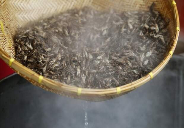 Как в Таиланде разводят съедобных насекомых (10)