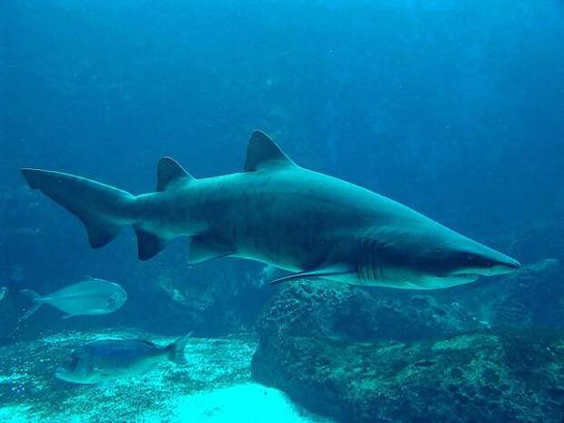 Песчаная акула (Carcharias taurus), фото рыбы фотография