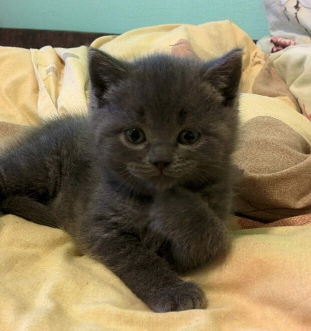 коты модели (9)
