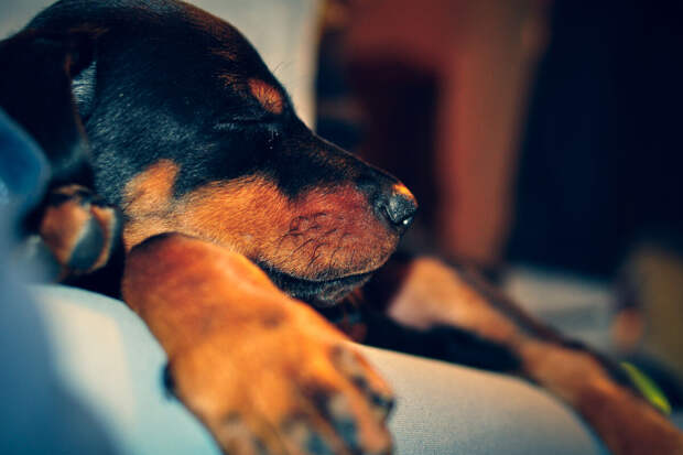 В сети появилось видео спасения щенка, застрявшего в бетонной плите в Чите