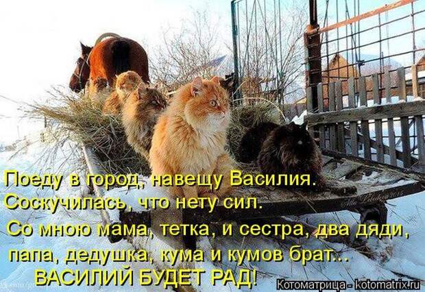 Лучшие котоматрицы недели (50 фото)