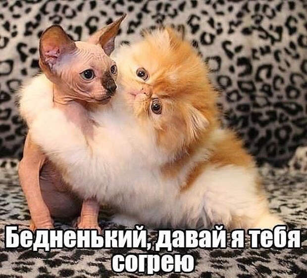image (529x480, 218Kb)