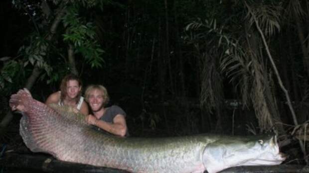 Топ-10: Ужасающие существа реки Амазонка
