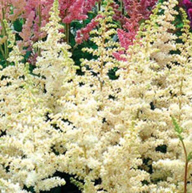 Астильба (Astilbe)