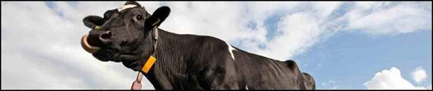 5-Cow