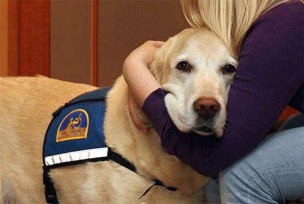courthouse-dogs-calm-witness-victim-ellen-oneill-celeste-walsen-23