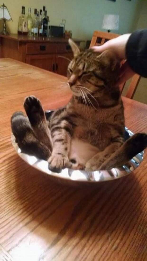 Котоприколы - прикольные фото кошек. 