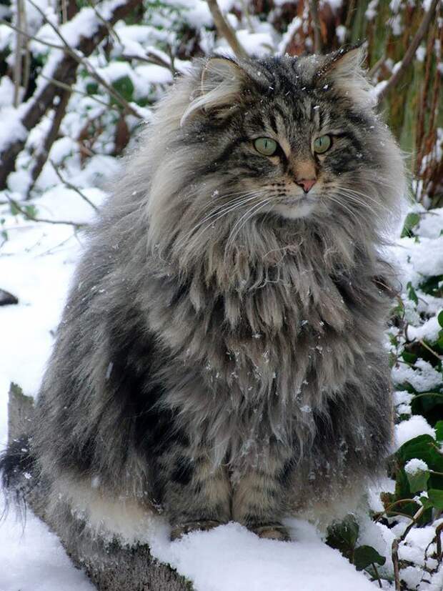 самая большая кошка