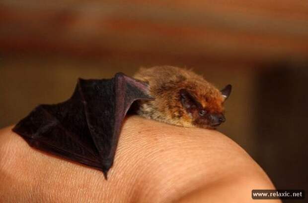funny_animals_041