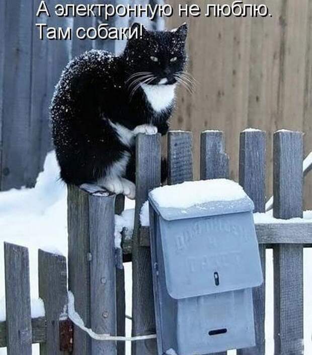 животные
