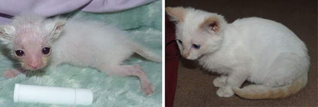 Выжившие кошки, которых спасли и полюбили: фото до и после