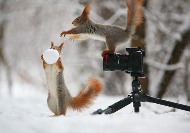 Зимняя фотосессия белок.