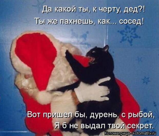 Свежая котоматрица на Бугаге (25 фото)
