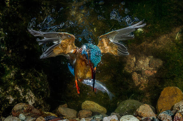 Зимородок ловит рыбу под водой в Трентино, Италия