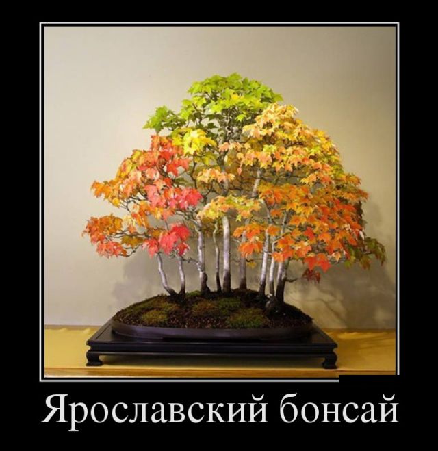 Демотиваторы - 989 Демотиваторы - 989